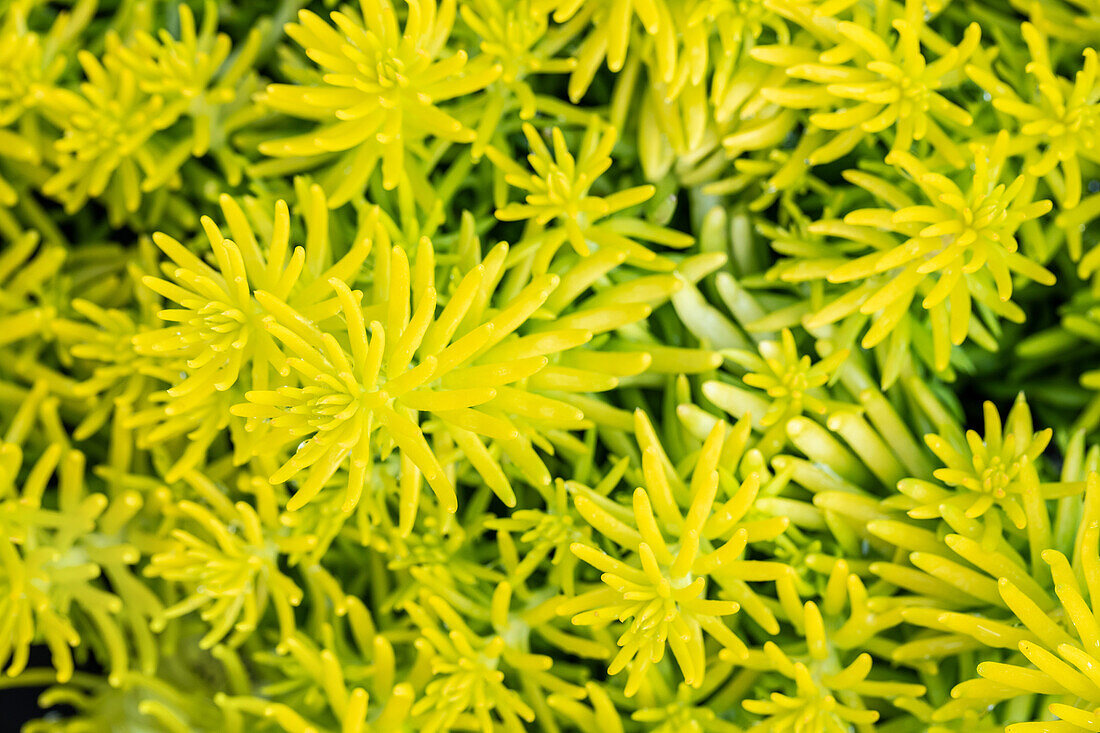 Sedum reflexum 'Angelina'