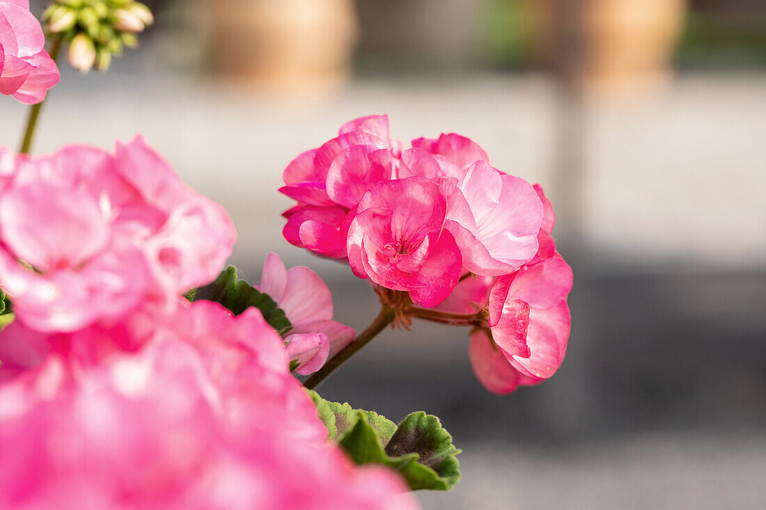 Pelargonium zonale Green Idols Apple Blossom