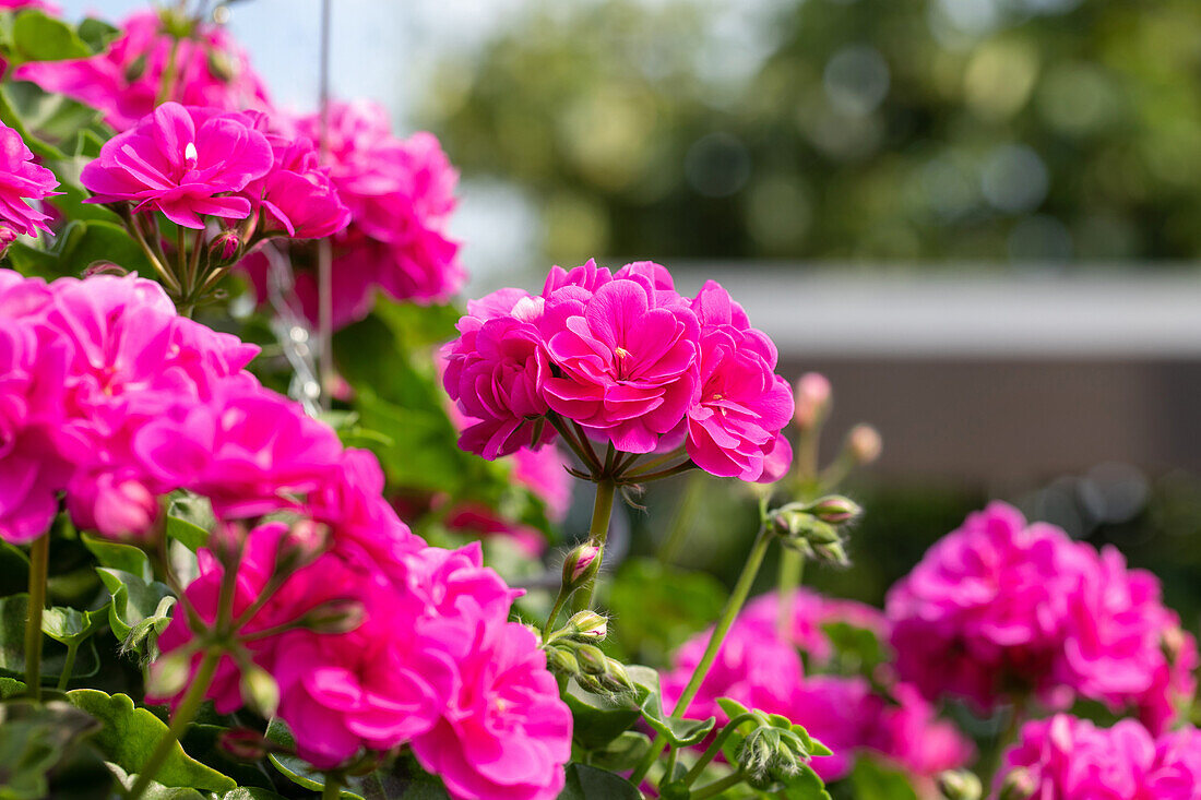 Pelargonium peltatum "Atlantic Blue