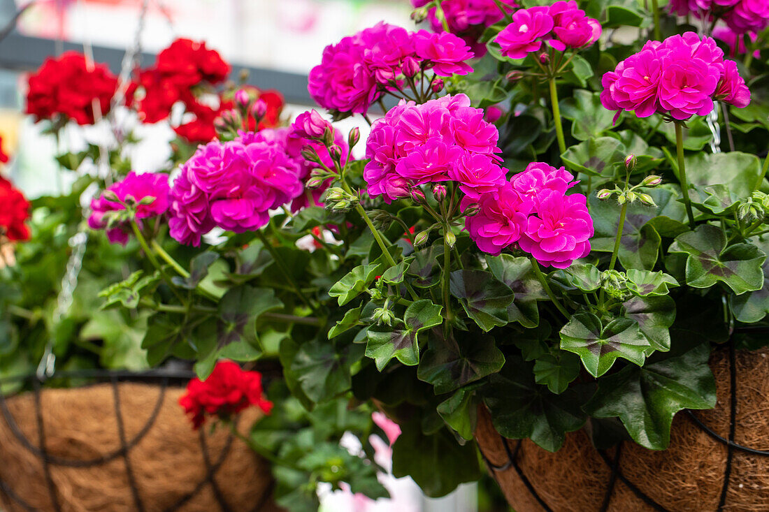 Pelargonium peltatum ,Atlantic Blue'