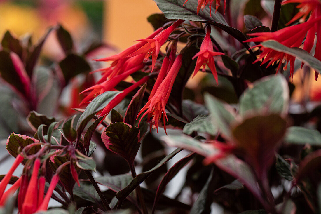 Fuchsia 'Upright Firecracker'