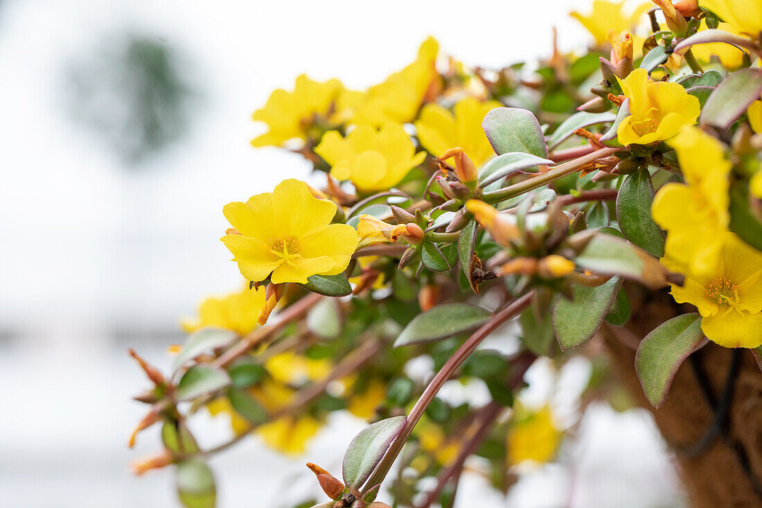 Portulaca umbraticola 'Cupcake Yellow'