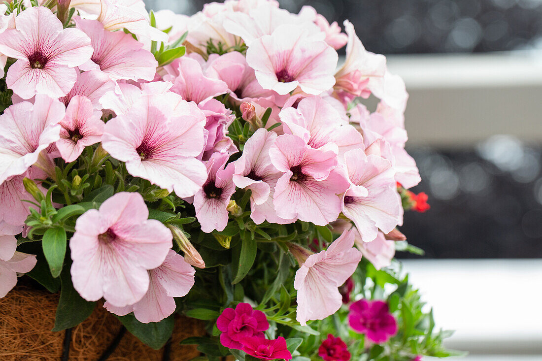 Petunia Petunia® Plus 'Vintage'