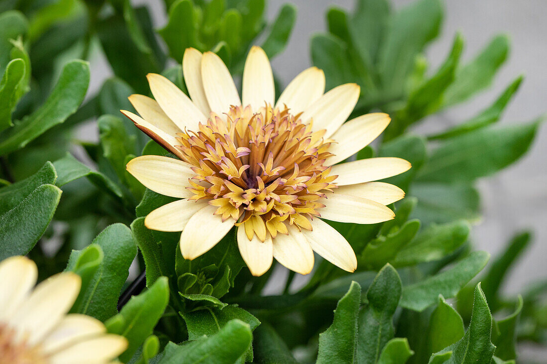 Osteospermum 'Margarita Double Yellow'