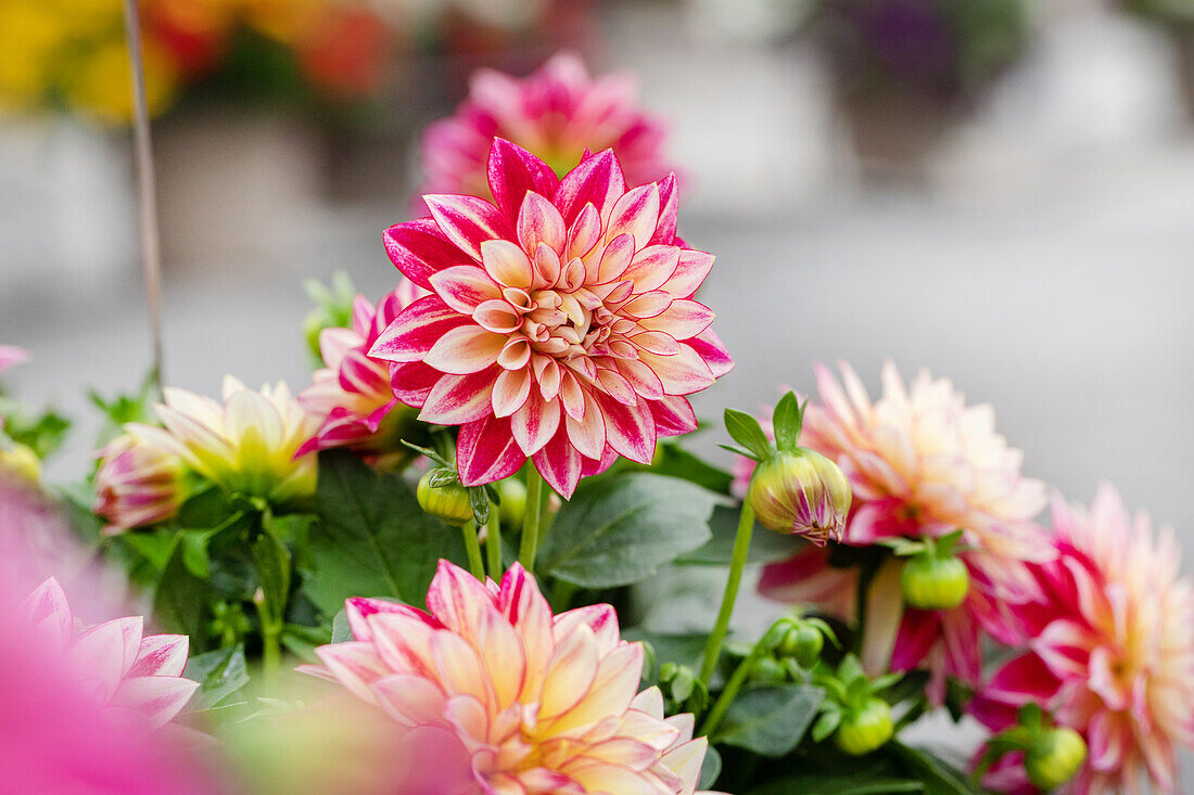 Dahlia Dahlinova Hypnotica® 'Tropical Breeze'