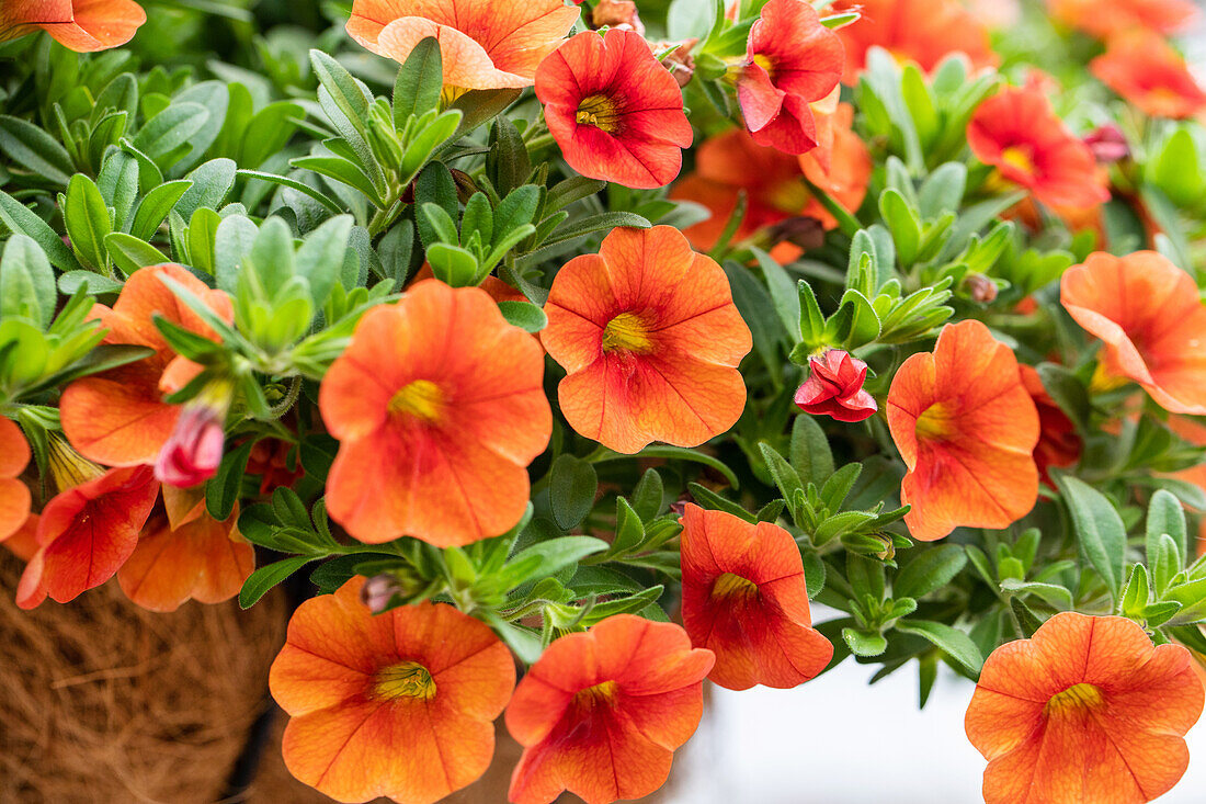 Calibrachoa Aloha Classic Hot Orange