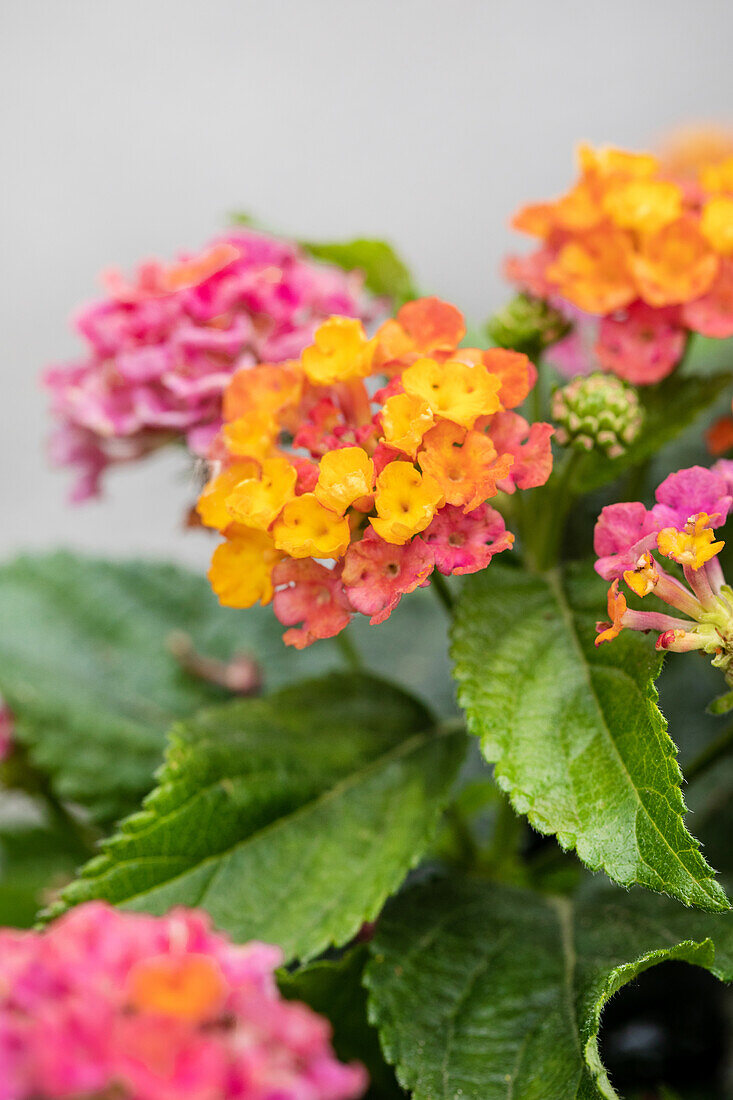 Lantana camara 'Havana Sunset'