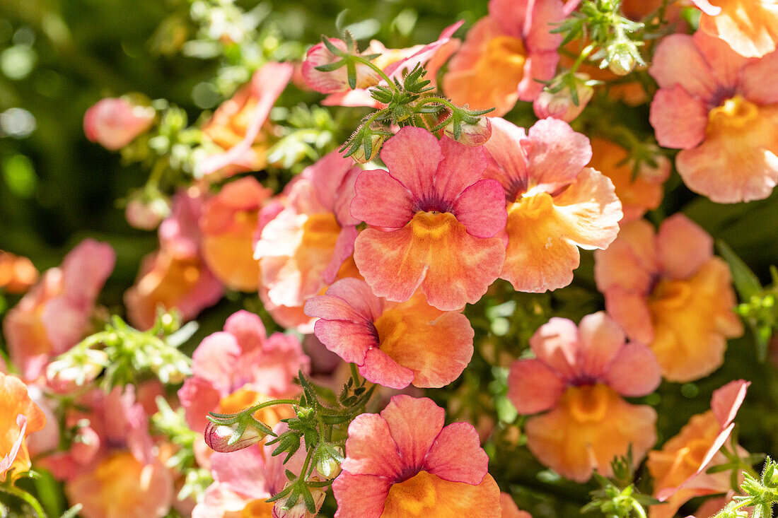 Nemesia SUNSATIA™ UP 'Mirabelle'