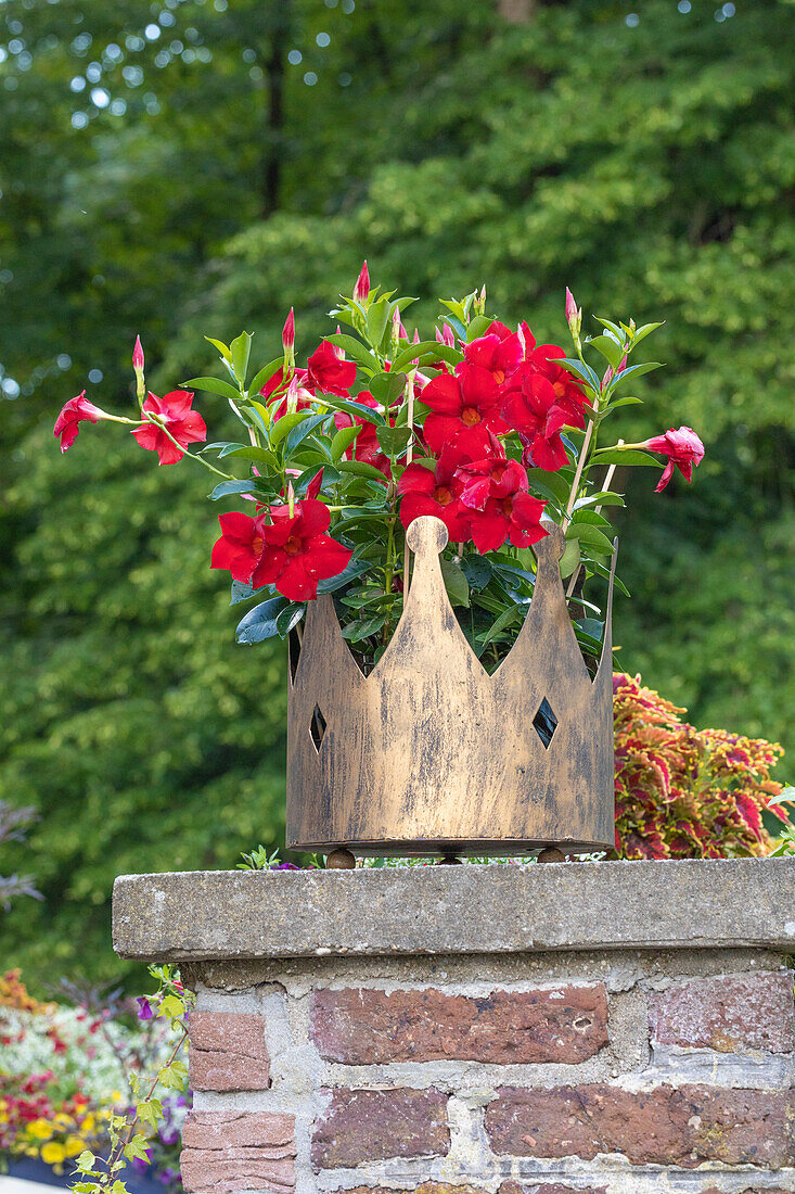 Mandevilla sanderi, red