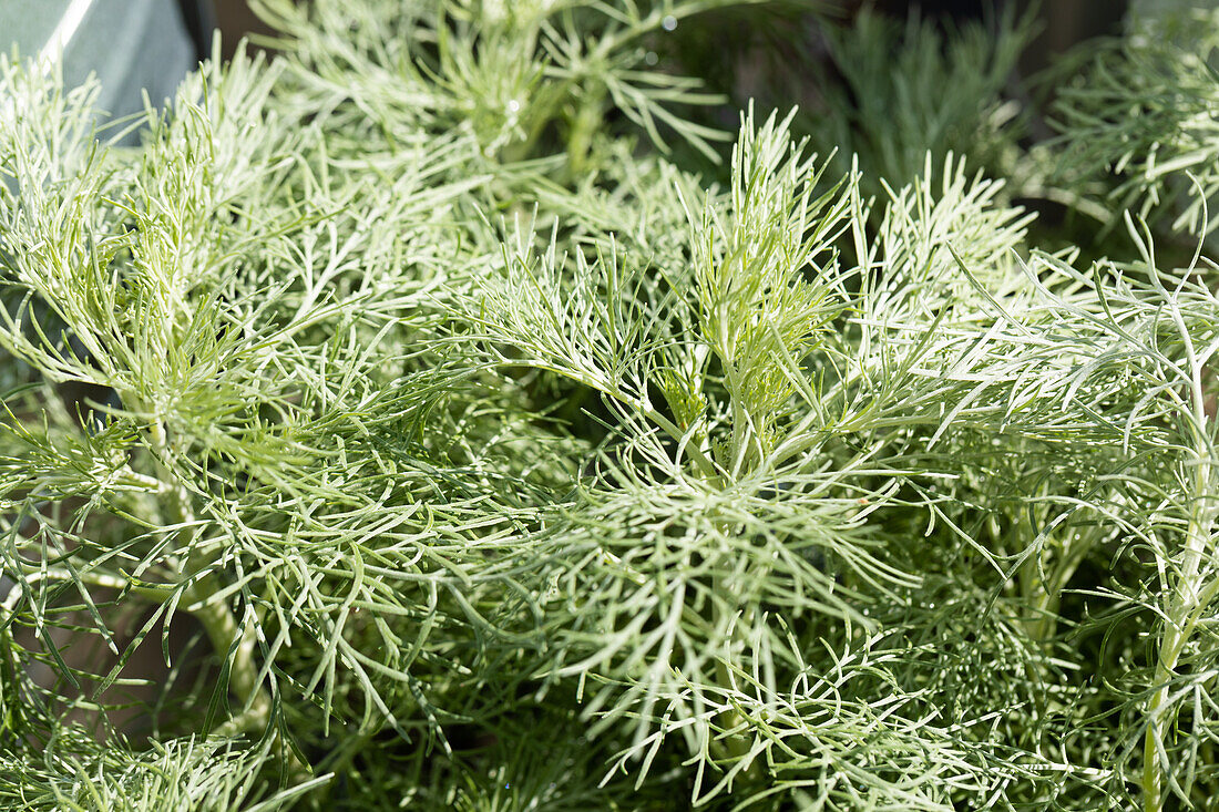 Artemisia mauiensis MAKANA 'Silver'