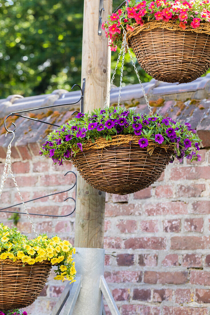 Calibrachoa SUPERBELLS UNIQUE 'Lilac' plant