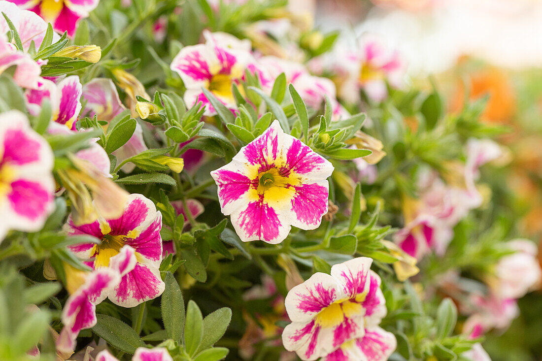 Calibrachoa SUPERBELLS™ 'Holy Cow'