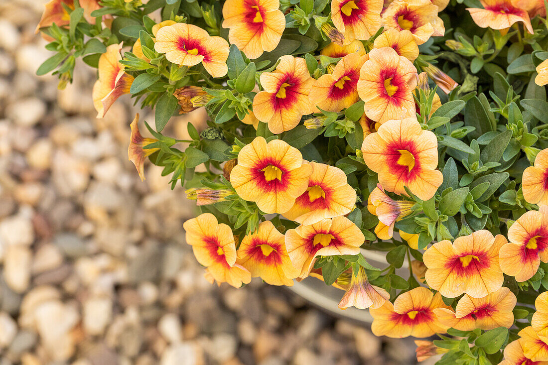 Calibrachoa POCKET Apricot Eye