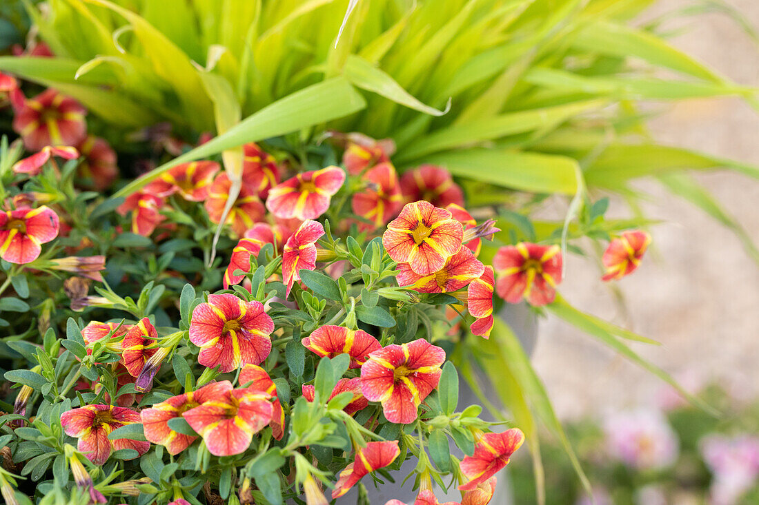 Calibrachoa SUPERBELLS™ 'Tangerine Star'