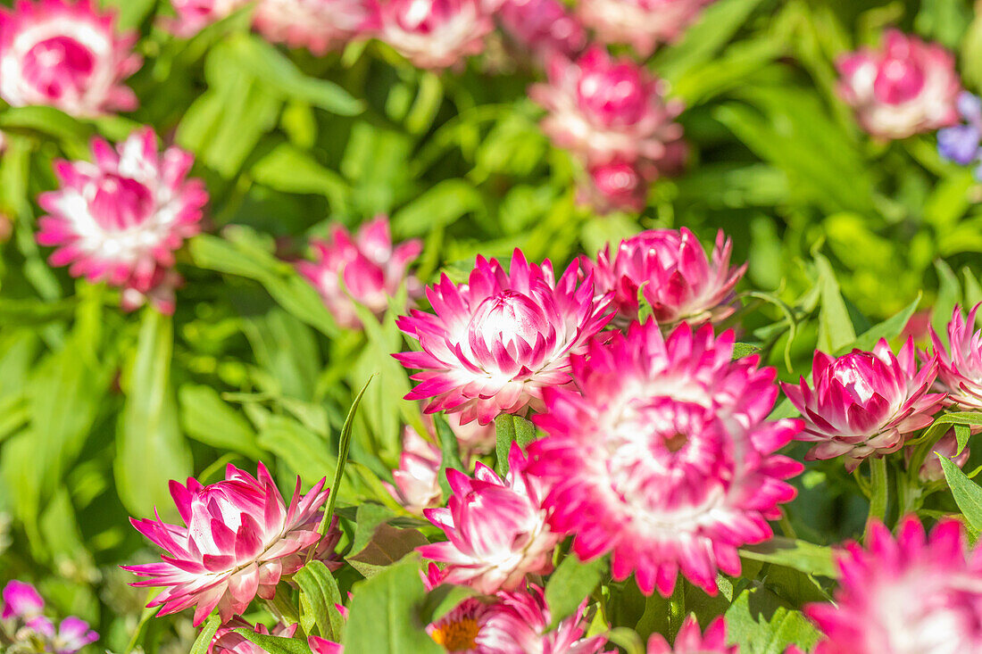 Helichrysum bracteatum SUNBRELLA 'Magenta'