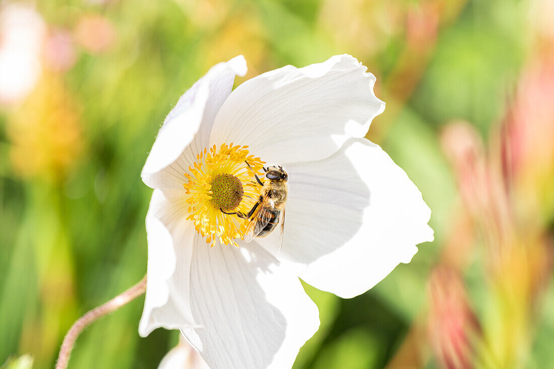 Anemone japonica Wild Swan