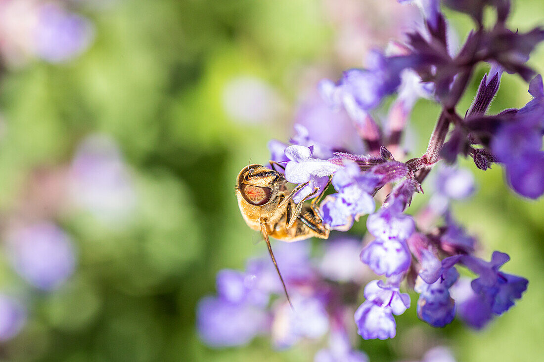 Insekt an Blüte