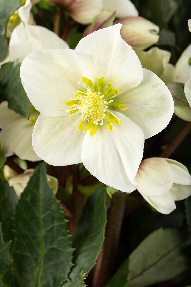 Helleborus x ericsmithii 'HGC Shooting Star'®