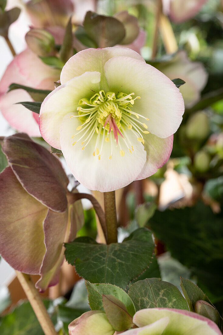 Helleborus x ericsmithii 'Sally's Shell'