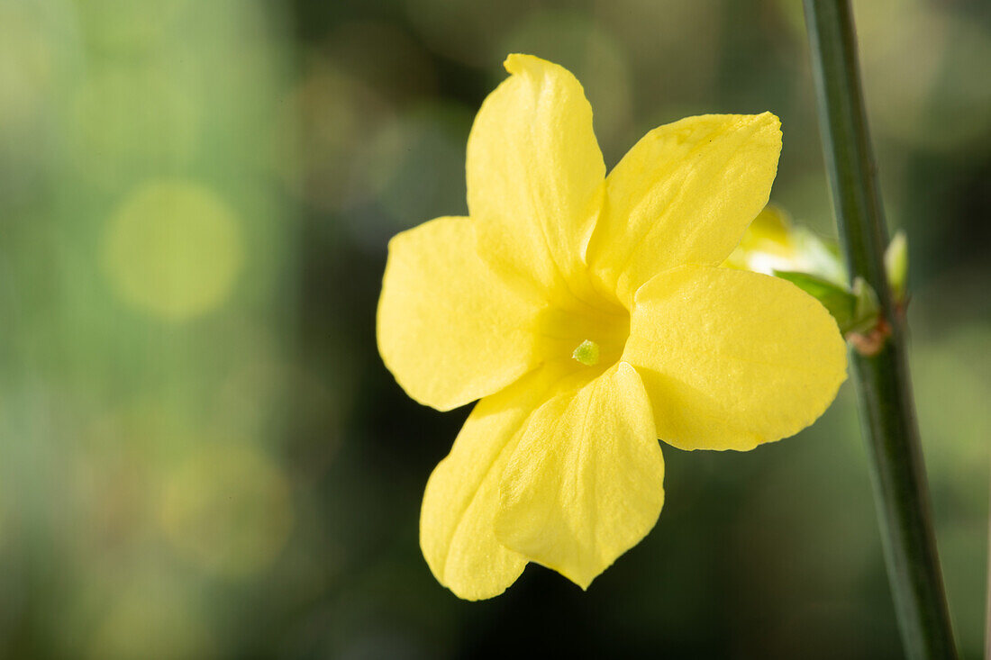 Jasminum nudiflorum