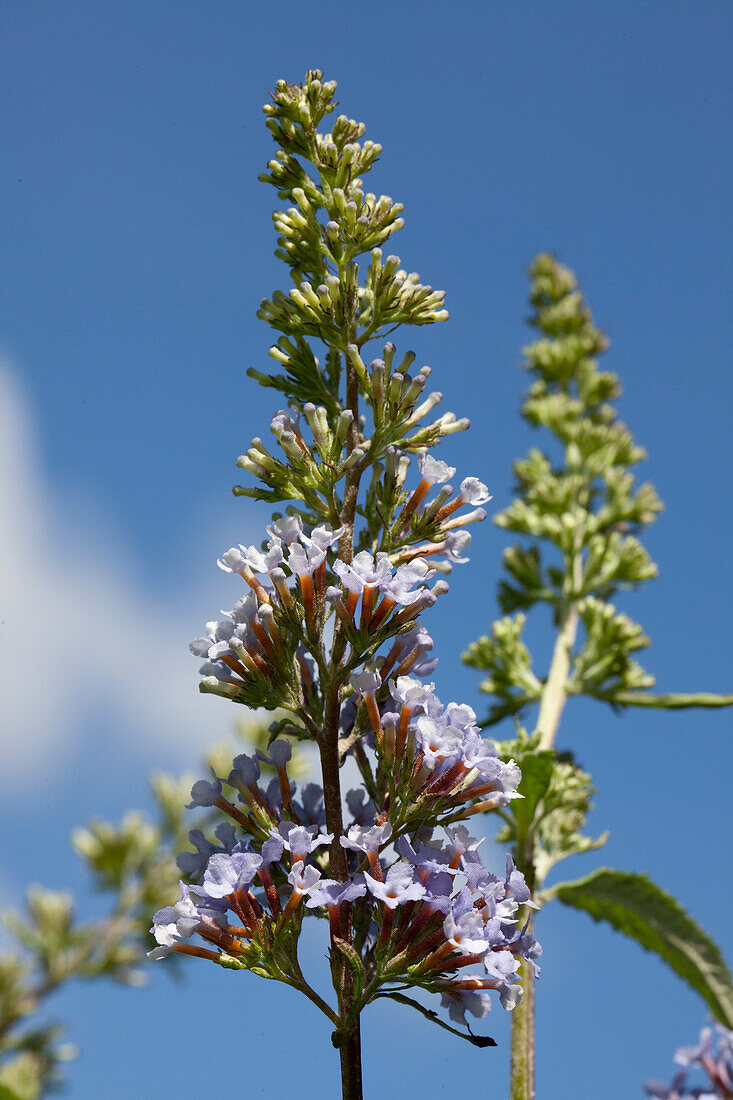 Buddleja davidii BUZZ™ 'Sky Blue'®