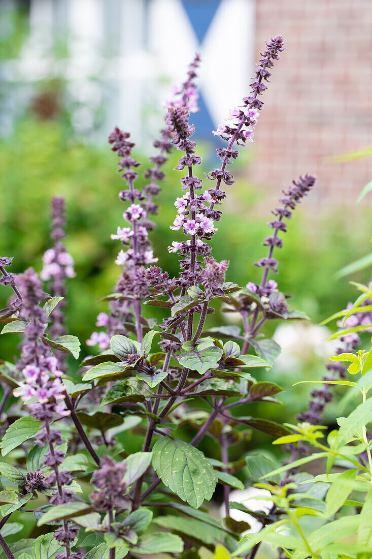 Ocimum 'Gusta Azzurro'