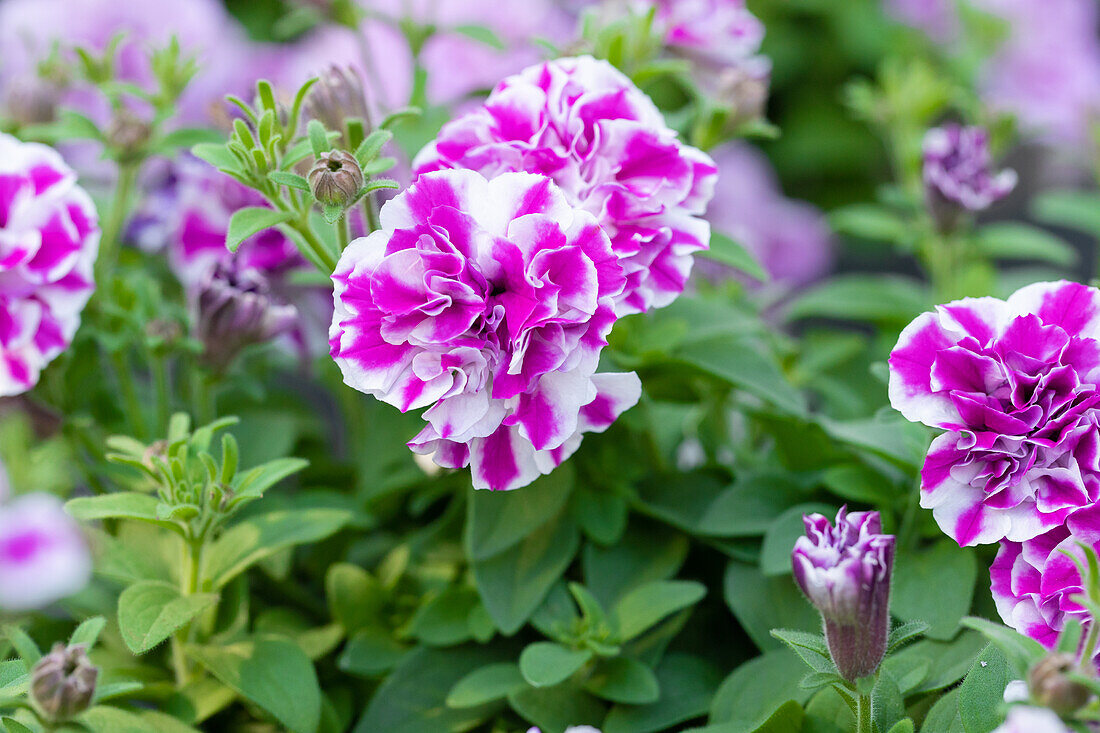 Petunia 'Amarena Twist'