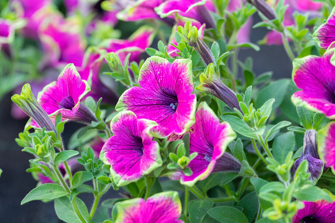 Petunia 'Buzz Purple'