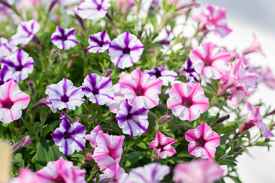 Petunia 'Duo Sternschnuppe' (Duo Shooting Star)