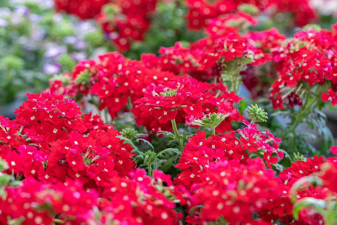 Verbena Vepita Scarlet 2020