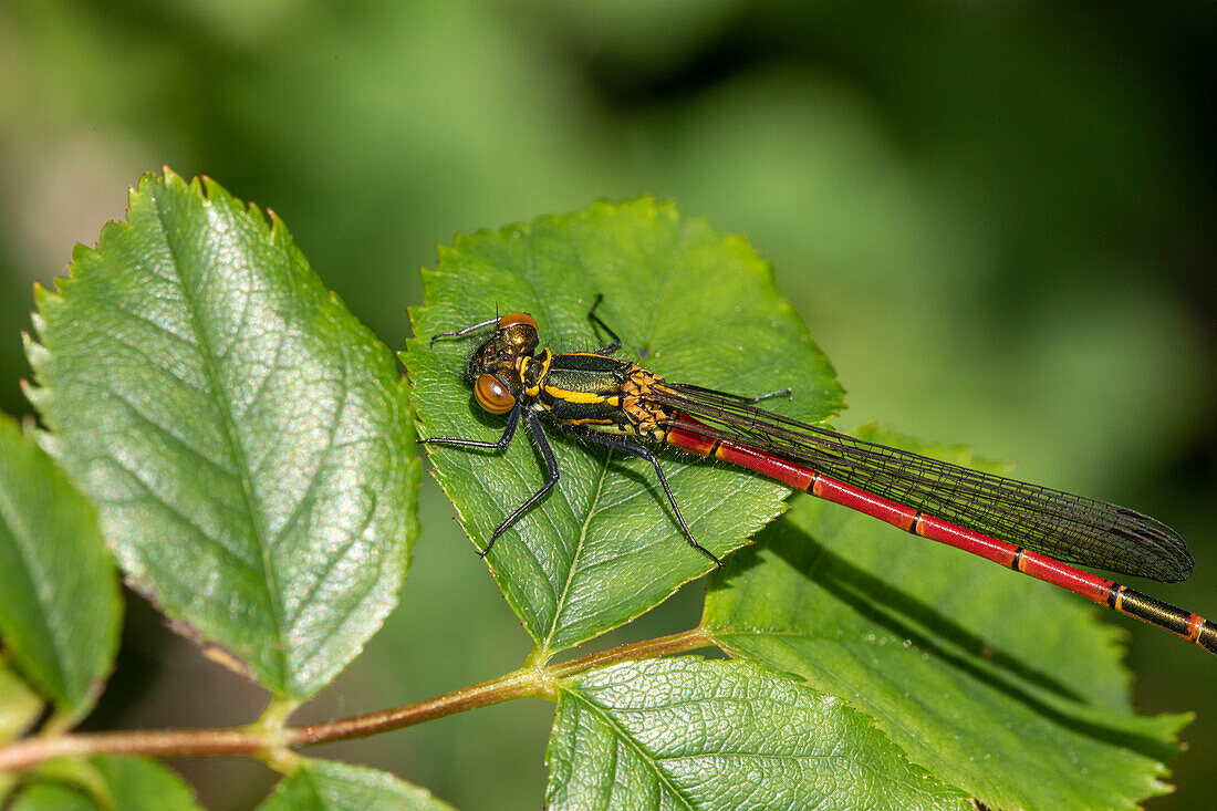 Dragonfly