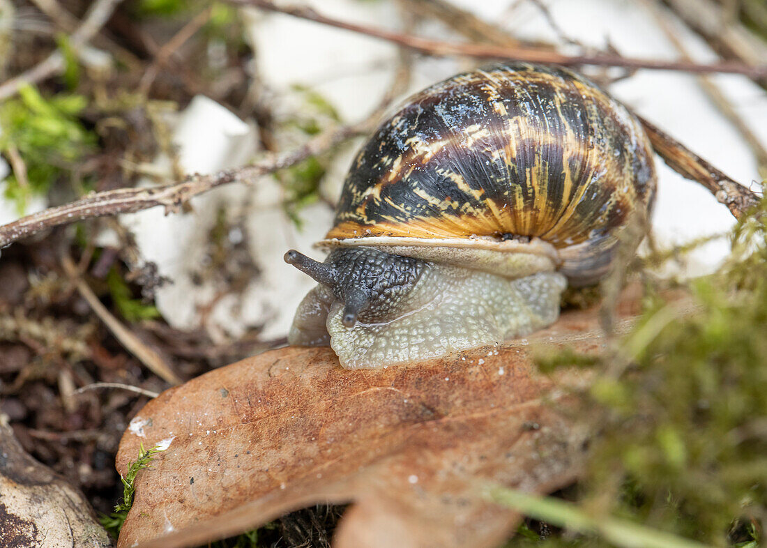 Snail