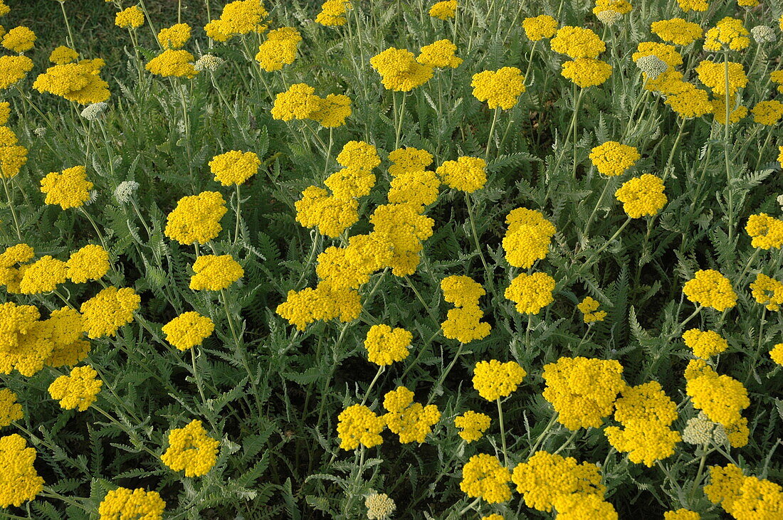 Achillea filipendulina 'Coronation Gold'