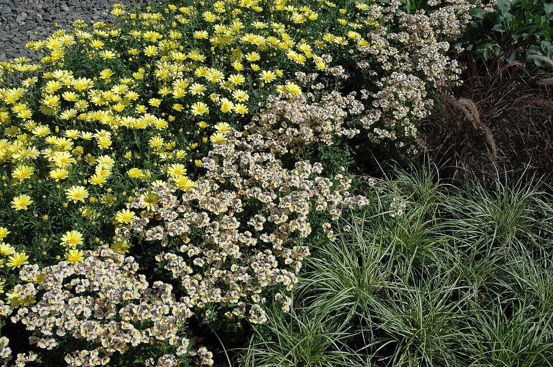 Nemesia SUNSATIA Mango