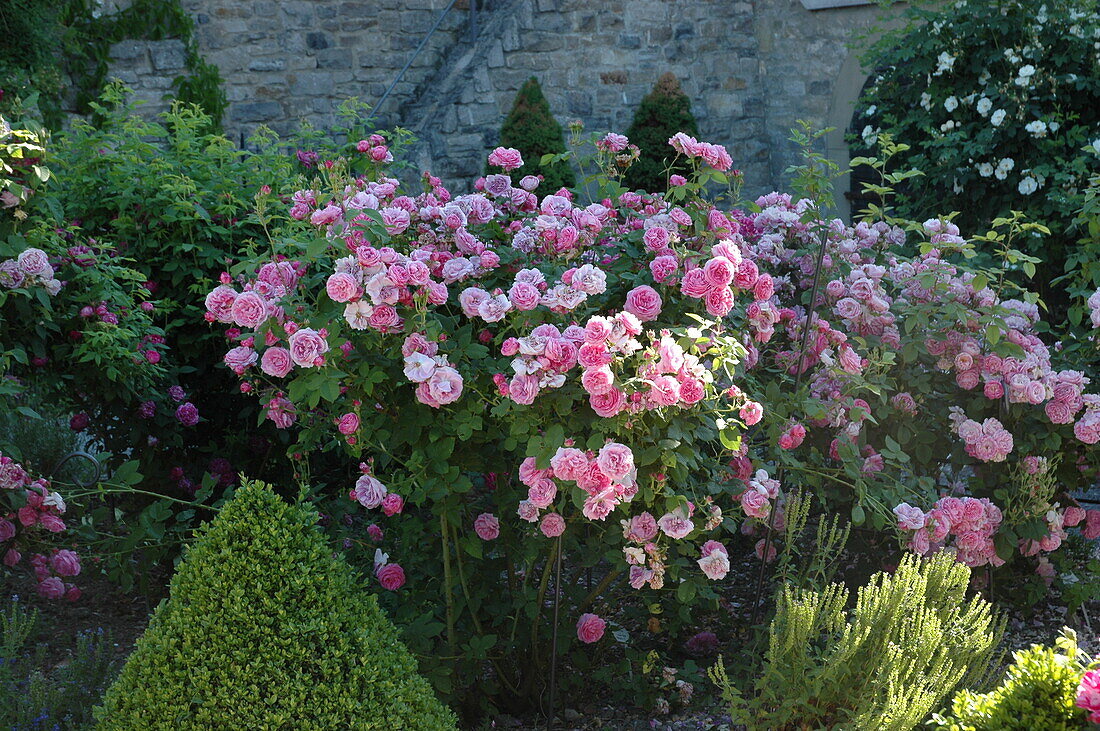 Rosa 'Louise Odier'