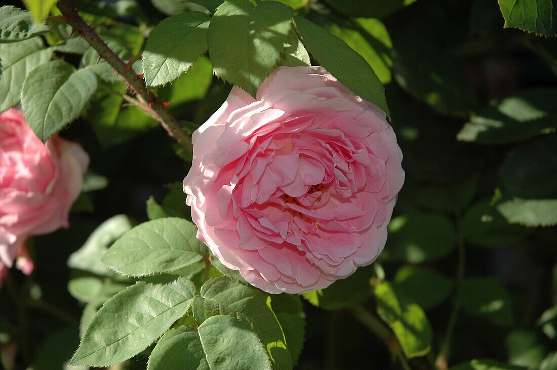 Rosa 'Constance Spry