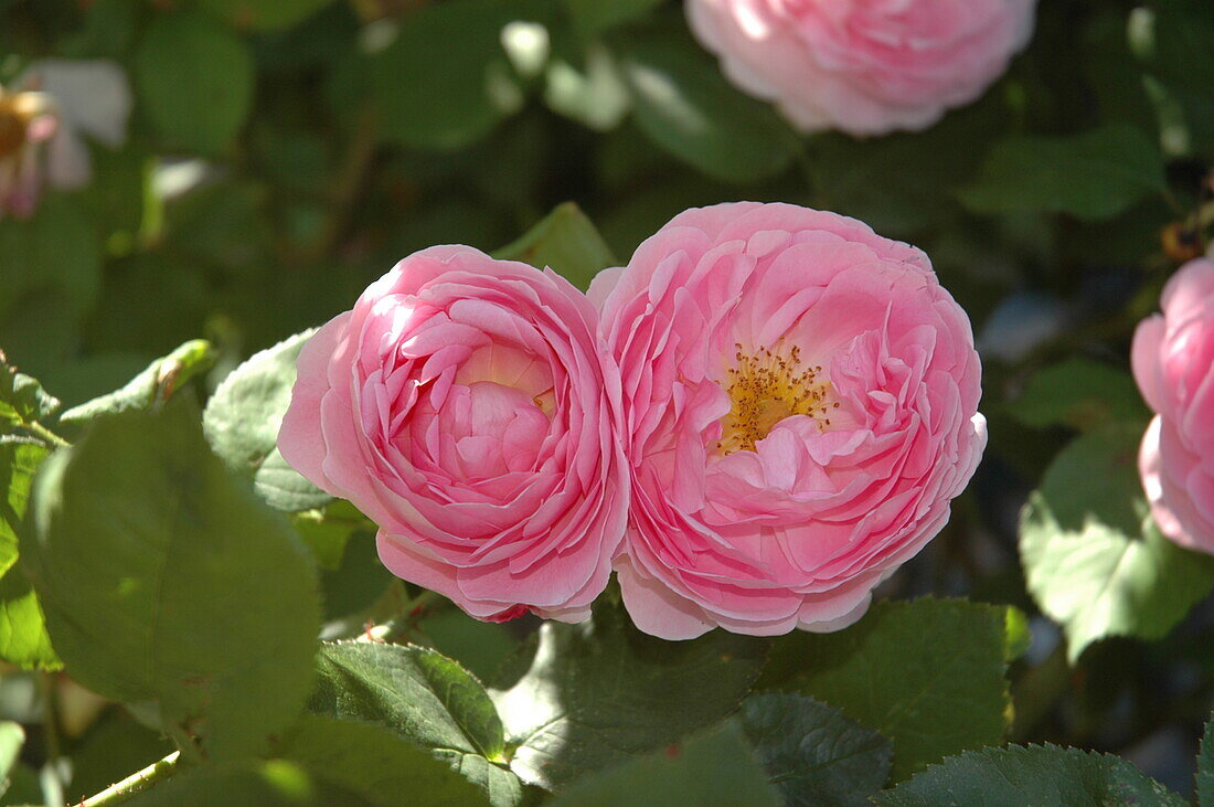 Rosa 'Constance Spry'