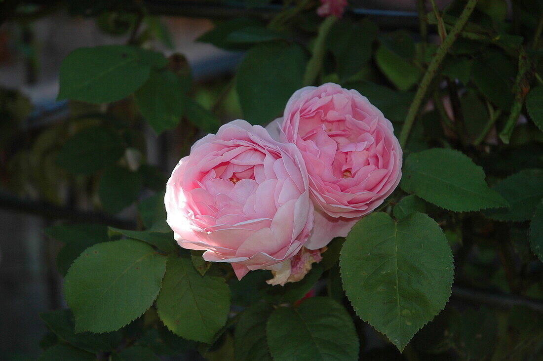 Rosa 'Constance Spry'