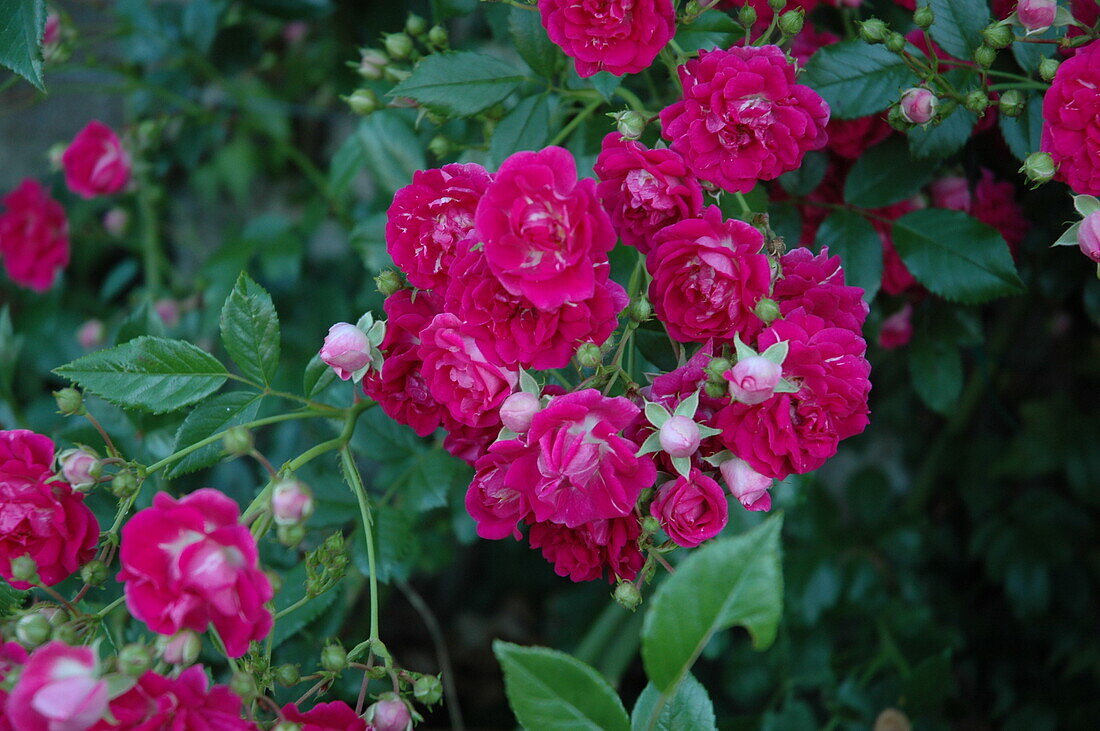 Climbing rose, crimson