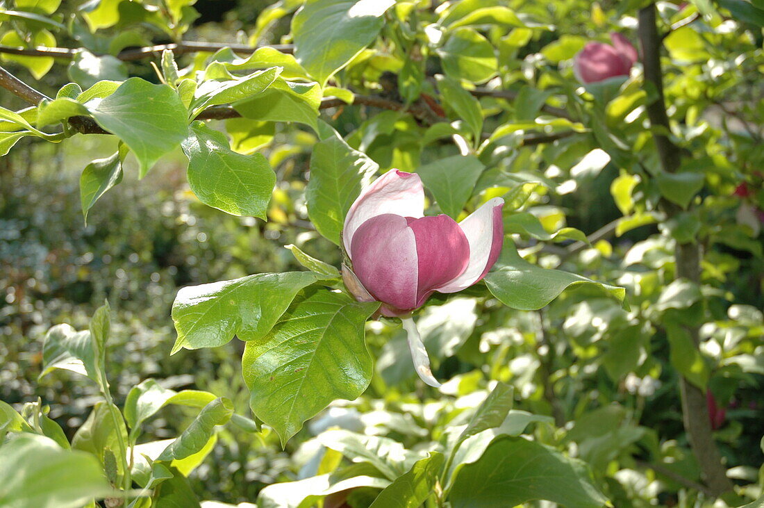 Magnolia x soulangiana