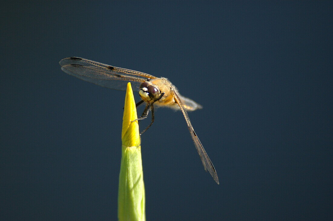 Dragonfly