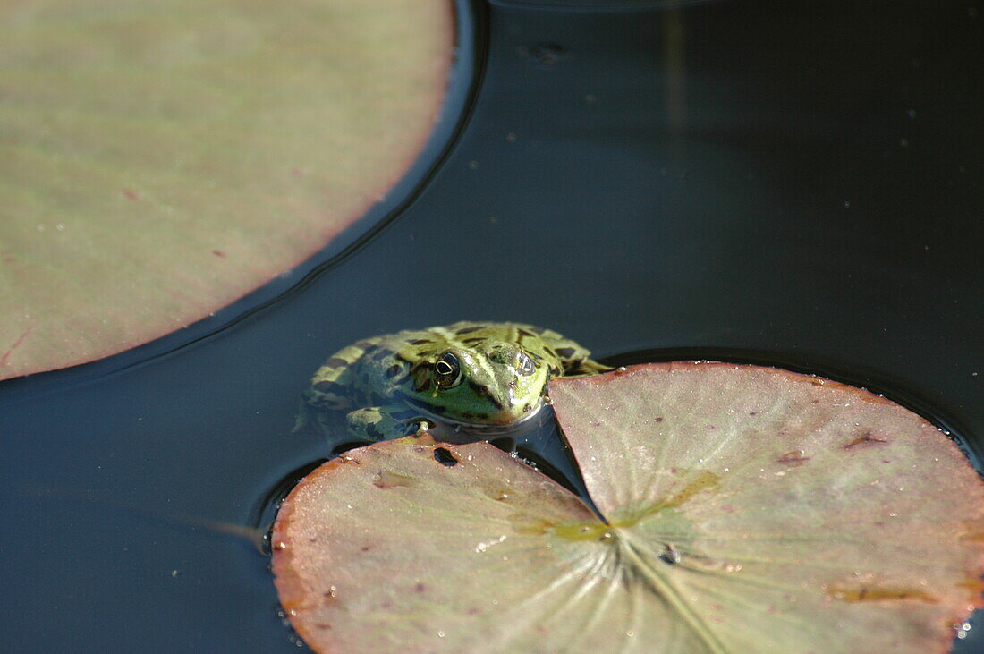 Frog on lily pad