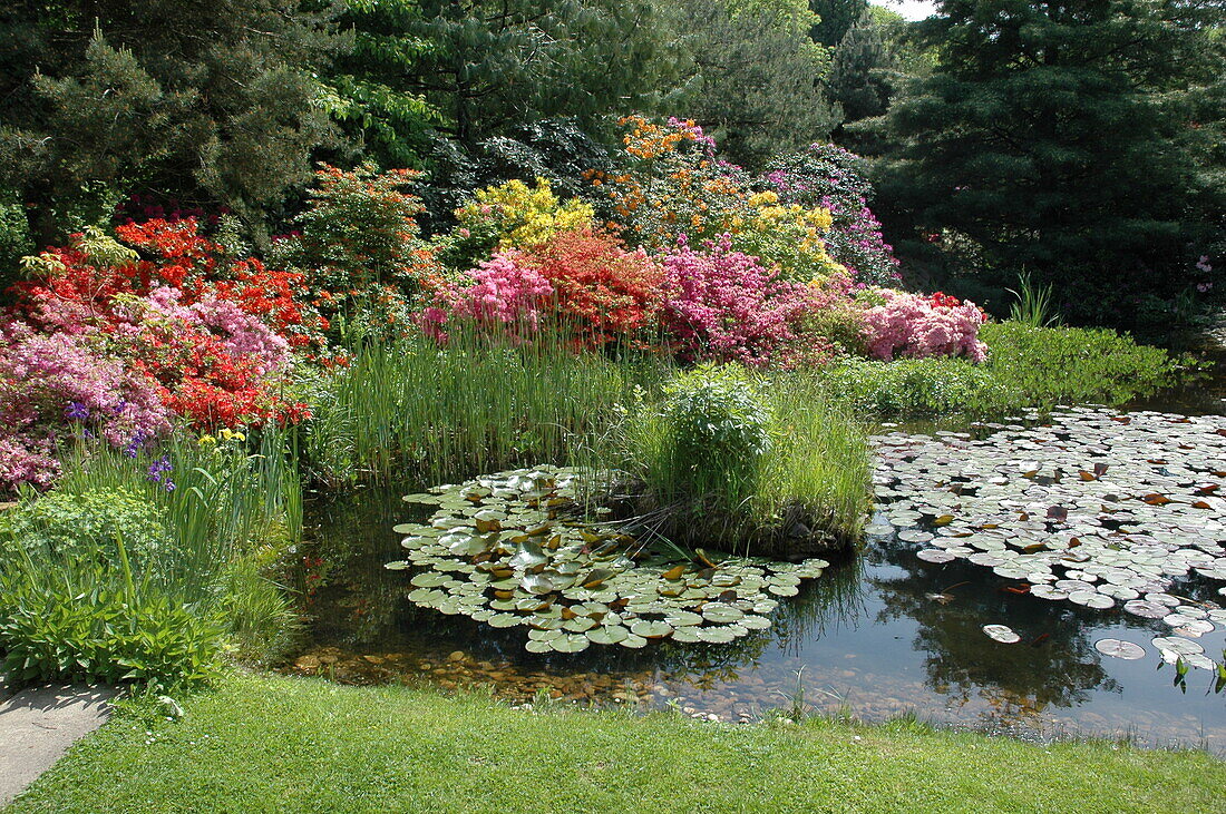Garden view with azaleas and pond