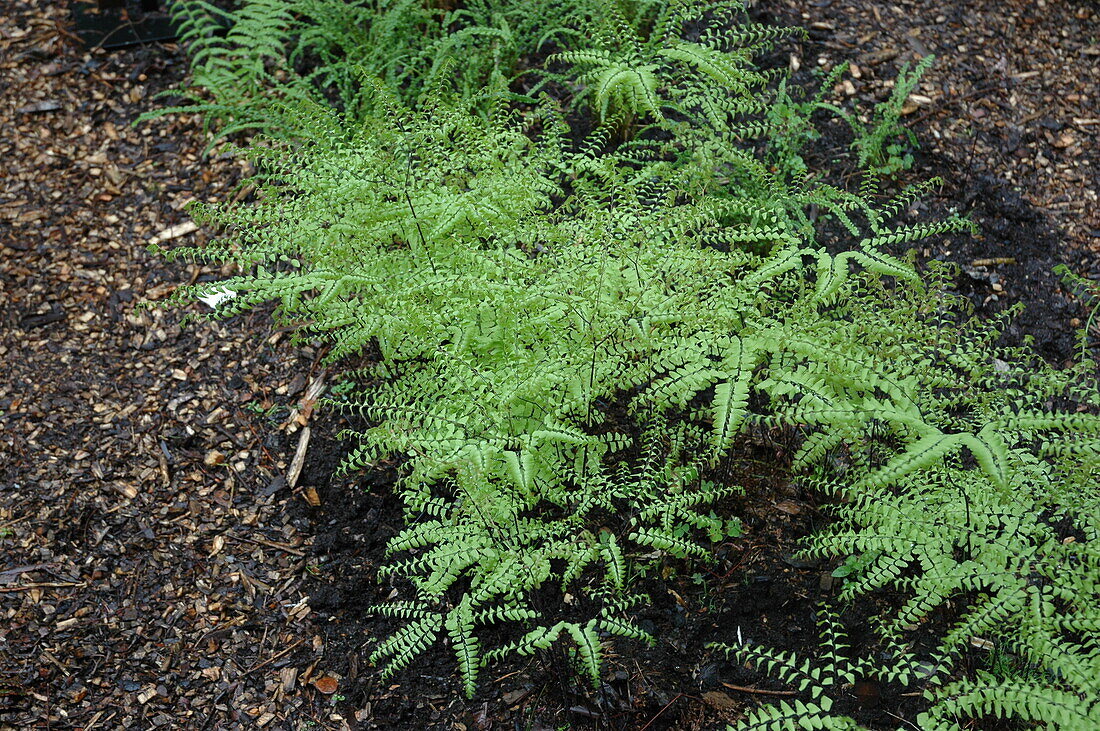 Adiantum pedatum