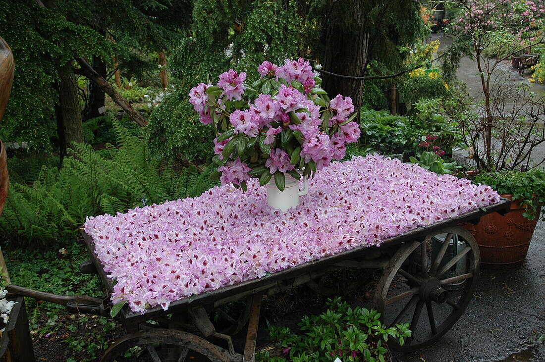 Dekoration mit Rhododendronblüten