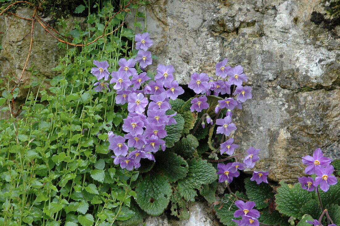 Alpine perennial