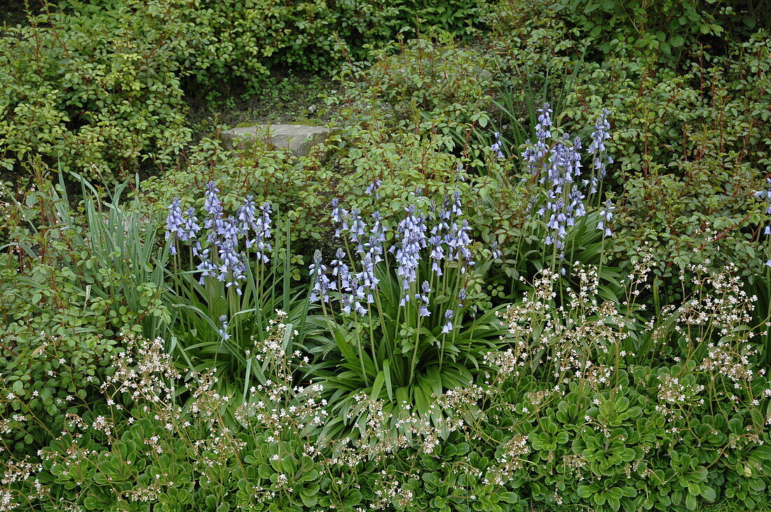 Hyacinthoides hispanica, blau