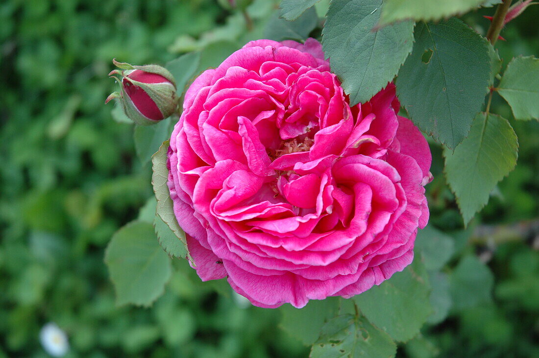 Rosa borbonica