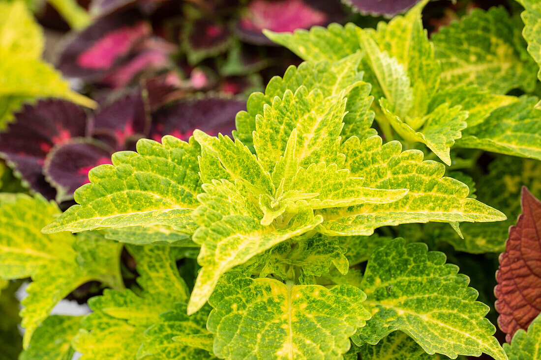 Coleus blumei Main Street River Walk