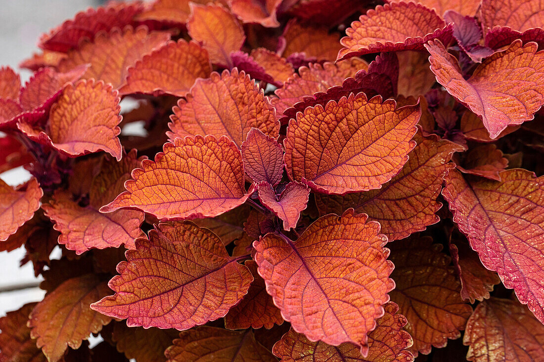 Coleus blumei 'Main Street Wall Street'